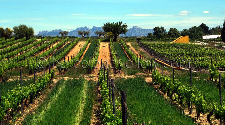 wine_regions_near_sitges