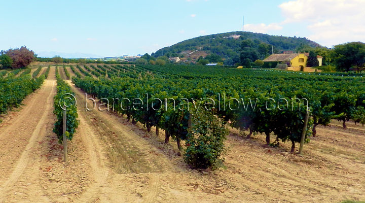 vineyards_near_barcelona
